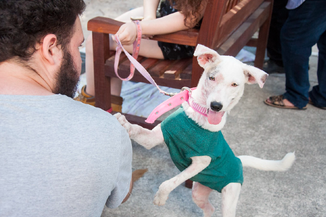 Cadastro representa uma etapa fundamental para a realização do inquérito epidemiológico dos animais presentes nos campi da UFC (Foto: Ribamar Neto/UFC) Imagem: cachorro sorridente com coleira olha para a câmera